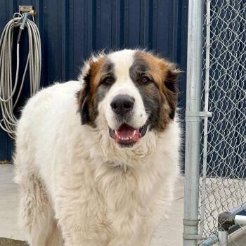 Great Pyrenees Dogs Available for Adoption - Frank | PetCurious