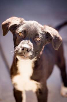 Cattle Dog and Labrador Retriever Dogs Available for Adoption in Fort Lupton, Colorado - Mavis Maraschino | PetCurious