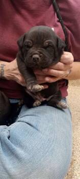 JESUS -  Pit Bull Terrier and Mixed Breed Dog for Adoption in Albuquerque, New Mexico - JESUS | PetCurious