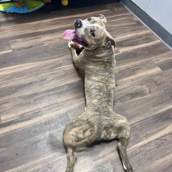 Frankie -  Mixed Breed Dog for Adoption in Jeffersonville, Indiana - Frankie | PetCurious