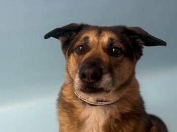 Shepherd and Mixed Breed Dogs Available for Adoption - Ace | PetCurious