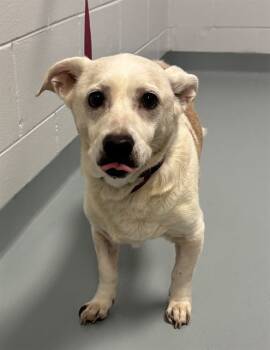 Rescue Beagle and Mixed Breed Dogs for Adoption in St. Cloud, Florida - CHARLIE | PetCurious