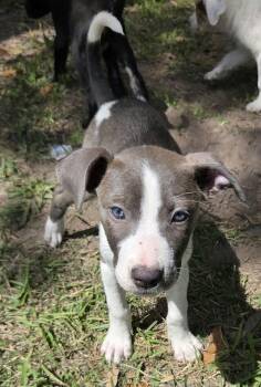 Dahlia -  Mixed Breed Dog for Adoption in Houston, Texas - Dahlia | PetCurious