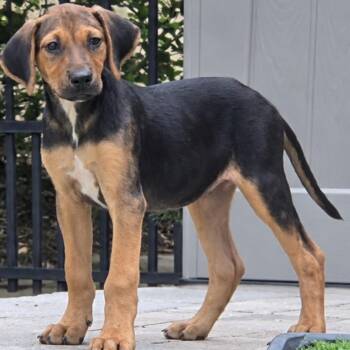 Ducky -  Black And Tan Coonhound and Beagle Dog for Adoption in Calabash, North Carolina - Ducky | PetCurious