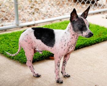 Britt -  Chihuahua and Terrier Dog for Adoption in Ellijay, Georgia - Britt | PetCurious