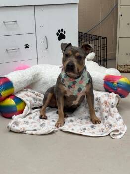 Azalea -  Hound Dog for Adoption in Findlay, Ohio - Azalea | PetCurious