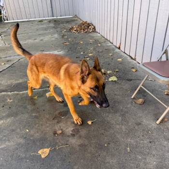 Rescue German Shepherd Dog and Belgian Shepherd Malinois Dogs for Adoption in Homewood, Illinois - Milo | PetCurious