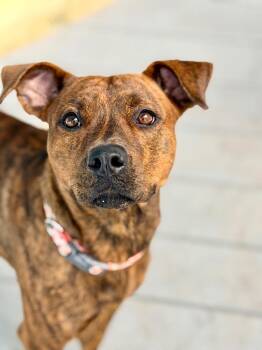 Tiger Lily -  Plott Hound and Mixed Breed Dog for Adoption in St. Augustine, Florida - Tiger Lily | PetCurious