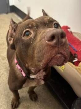 Marina -  Pit Bull Terrier Dog for Adoption in Cleveland, Ohio - Marina | PetCurious