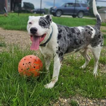 Duke -  Mixed Breed Dog for Adoption in Monticello, Iowa - Duke | PetCurious