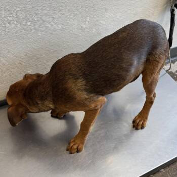 Josie -  Mixed Breed Dog for Adoption in Las Cruces, New Mexico - Josie | PetCurious