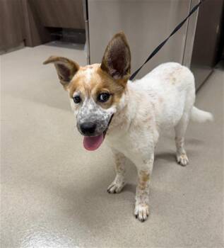 Australian Cattle Dog Blue Heeler Dogs Available for Adoption in Baytown, Texas - VAE | PetCurious