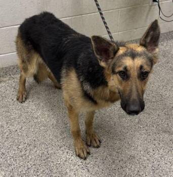 Barnum -  German Shepherd Dog and Mixed Breed Dog for Adoption in Kansas City, Missouri - Barnum | PetCurious