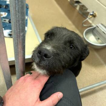 Terrier and Mixed Breed Dogs Available for Adoption in Hinesville, Georgia - Scruffs | PetCurious