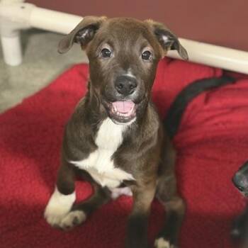 Cartoon -  Pit Bull Terrier and Shepherd Dog for Adoption in Sacramento, California - Cartoon | PetCurious
