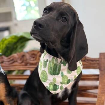 Ollie Otter Pop -  Basset Hound and Labrador Retriever Dog for Adoption in Friendswood, Texas - Ollie Otter Pop | PetCurious