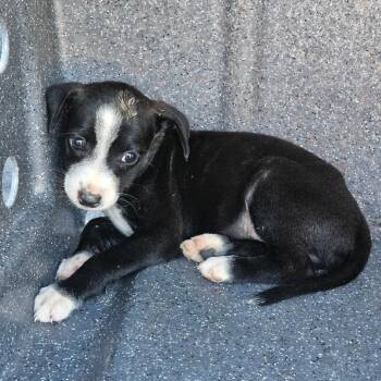 Mitzi -  Mixed Breed Dog for Adoption in Lake Jackson, Texas - Mitzi | PetCurious