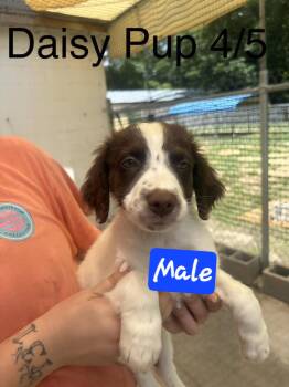 Daisy pups -  English Springer Spaniel and English Pointer Dog for Adoption in Brooksville, Florida - Daisy Pups | PetCurious
