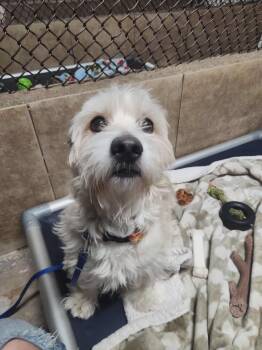 Rescue Miniature Poodle Dogs for Adoption in Phoenix, Arizona - Argyle | PetCurious