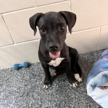 Pickles -  Mixed Breed Dog for Adoption in Buchanan Dam, Texas - Pickles | PetCurious
