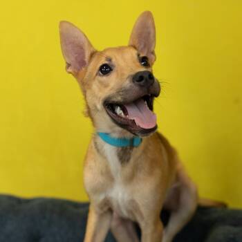 Rescue Mixed Breed Dogs for Adoption in Saint Charles, Missouri - Peanut Butta | PetCurious