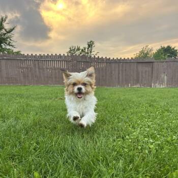 Saint -  Shih Tzu Dog for Adoption in South Charleston, Ohio - Saint | PetCurious