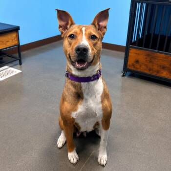 Lexi -  Pit Bull Terrier and Mixed Breed Dog Available for Adoption in Idaho Falls, Idaho - Lexi | PetCurious