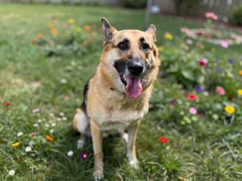 Jade -  German Shepherd Dog Dog for Adoption in Sebastian, Florida - Jade | PetCurious