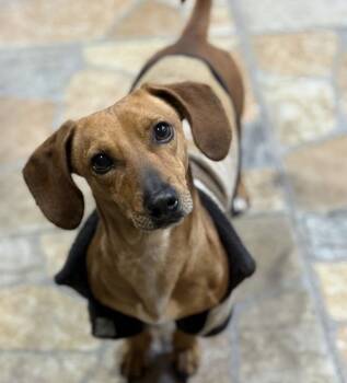 Gimli -  Dachshund Dog for Adoption in Camp Pendleton North, California - Gimli | PetCurious