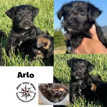 Arlo -  Chihuahua and Terrier Dog for Adoption in Princeton, British Columbia - Arlo | PetCurious