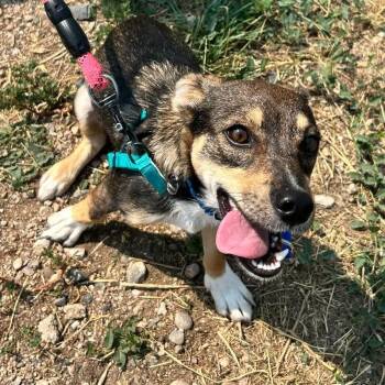Pepperoni -  Chihuahua and Dachshund Dog for Adoption in Fort Collins, Colorado - Pepperoni | PetCurious