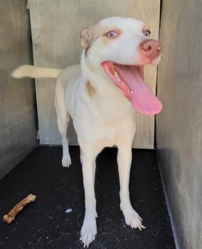 SUE -  Husky Dog for Adoption in San Antonio, Texas - SUE | PetCurious