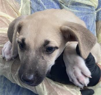 SERVERUS -  Mixed Breed Dog for Adoption in Dallas, Texas - SERVERUS | PetCurious