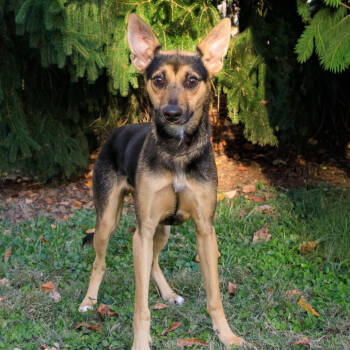 Rescue Whippet and Miniature Pinscher Dogs for Adoption in Versailles, Kentucky - Johnny | PetCurious