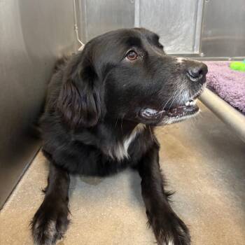 Clair Bear -  Mixed Breed and Labrador Retriever Dog for Adoption in York, Pennsylvania - Clair Bear | PetCurious