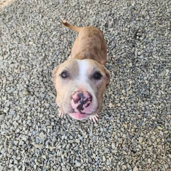 Romeo -  Pit Bull Terrier Dog for Adoption in Chuckey, Tennessee - Romeo | PetCurious