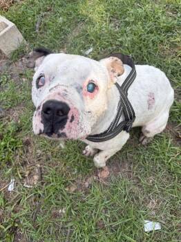 Mixed Breed Dogs Available for Adoption in Mount Pleasant, South Carolina - Jack | PetCurious