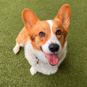 Cardigan Welsh Corgi and Mixed Breed Dogs Available for Adoption in Merriam, Kansas - Lucky | PetCurious