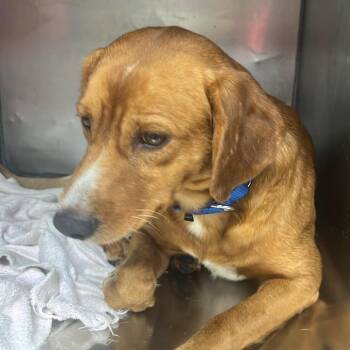 Plaintiff -  Mixed Breed Dog for Adoption in Fredericksburg, Virginia - Plaintiff | PetCurious