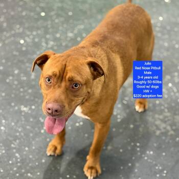 Pit Bull Terrier Dogs Available for Adoption - Julio | PetCurious