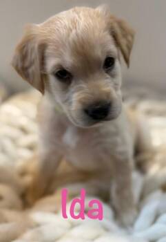 Golden Retriever and Mixed Breed Dogs Available for Adoption - Ida | PetCurious