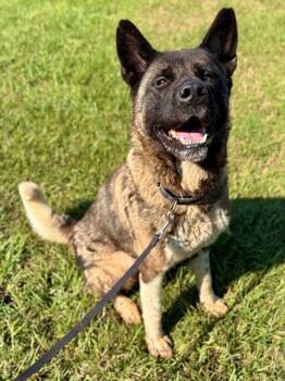 ELARA -  Akita Dog for Adoption in York, South Carolina - ELARA | PetCurious