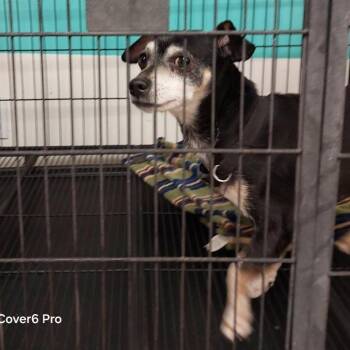 Chihuahua Dogs Available for Adoption - Mario | PetCurious