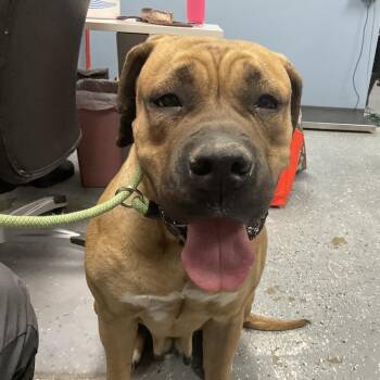 Mastiff Dogs Available for Adoption - Lucky | PetCurious
