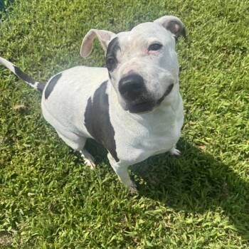 Cindy Lu -  Mixed Breed Dog for Adoption in Woodbridge, Connecticut - Cindy Lu | PetCurious