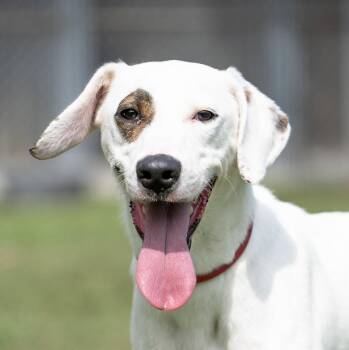 Rescue American Staffordshire Terrier Dogs for Adoption in Houston, Texas - Mutsu | PetCurious