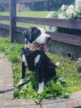Bernese Mountain Dog and Mixed Breed Dogs Available for Adoption in Cincinnati, Ohio - River | PetCurious