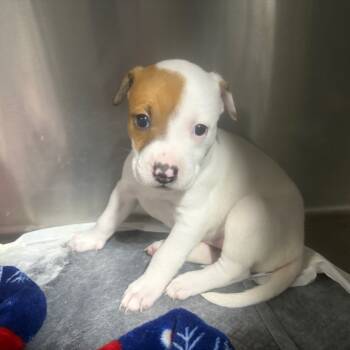 Rescue Mixed Breed Dogs for Adoption in Savannah, Georgia - Mars (Space) | PetCurious