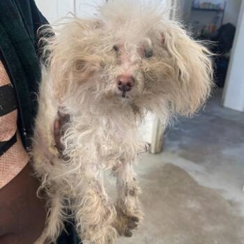 Poodle and Mixed Breed Dogs Available for Adoption - Val | PetCurious