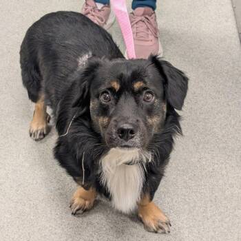 Corgi and Australian Shepherd Dogs Available for Adoption in New Castle, Delaware - Dooger | PetCurious
